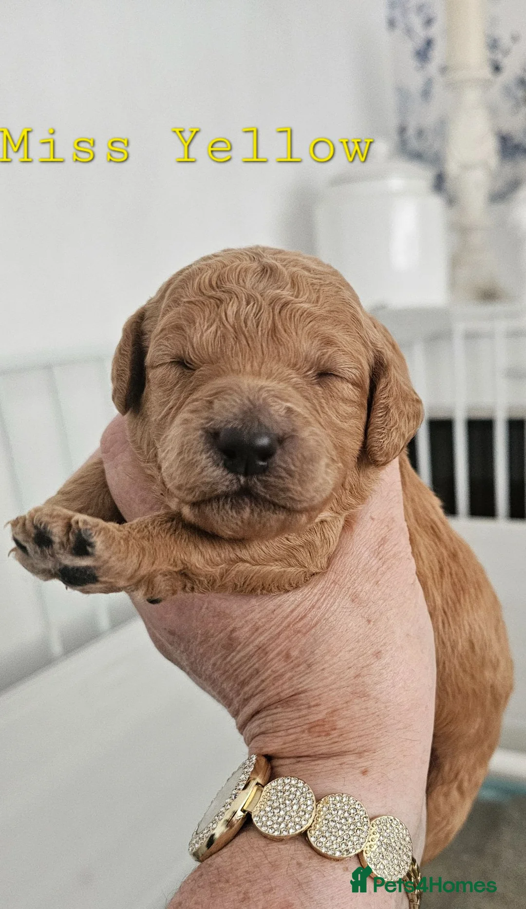 Mini Goldendoodle dogs for sale: Goldendoodle F1b  - Advert 1