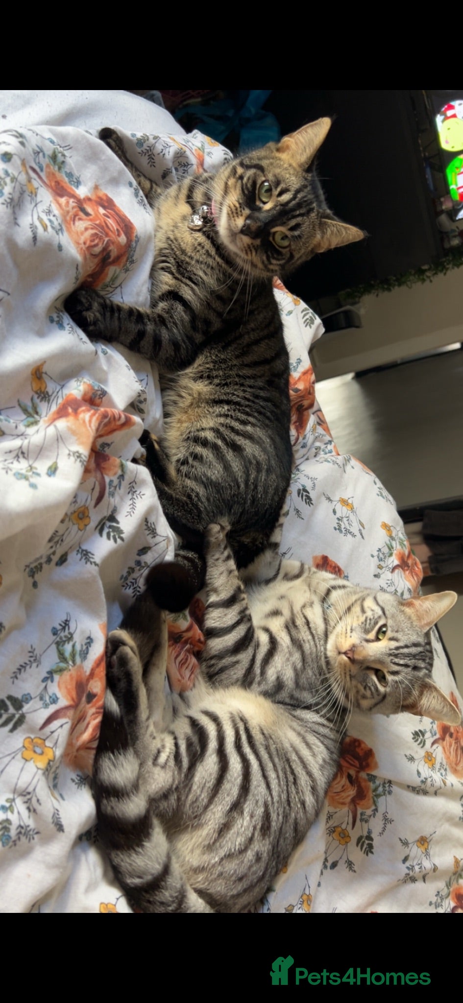 Bengal cats Black Bengal cross Kittens - Advert 15