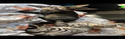 Bengal cats for sale: Black Bengal cross Kittens in Pentre - Advert 1