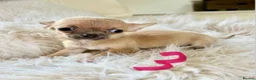 Chihuahua dogs for sale: Tiny chihuahua puppies - Advert 14