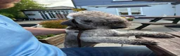 Mixed Breed dogs for sale: Genuine 1st cross Bedlington Terrier/Whippets in Durham - Advert 5