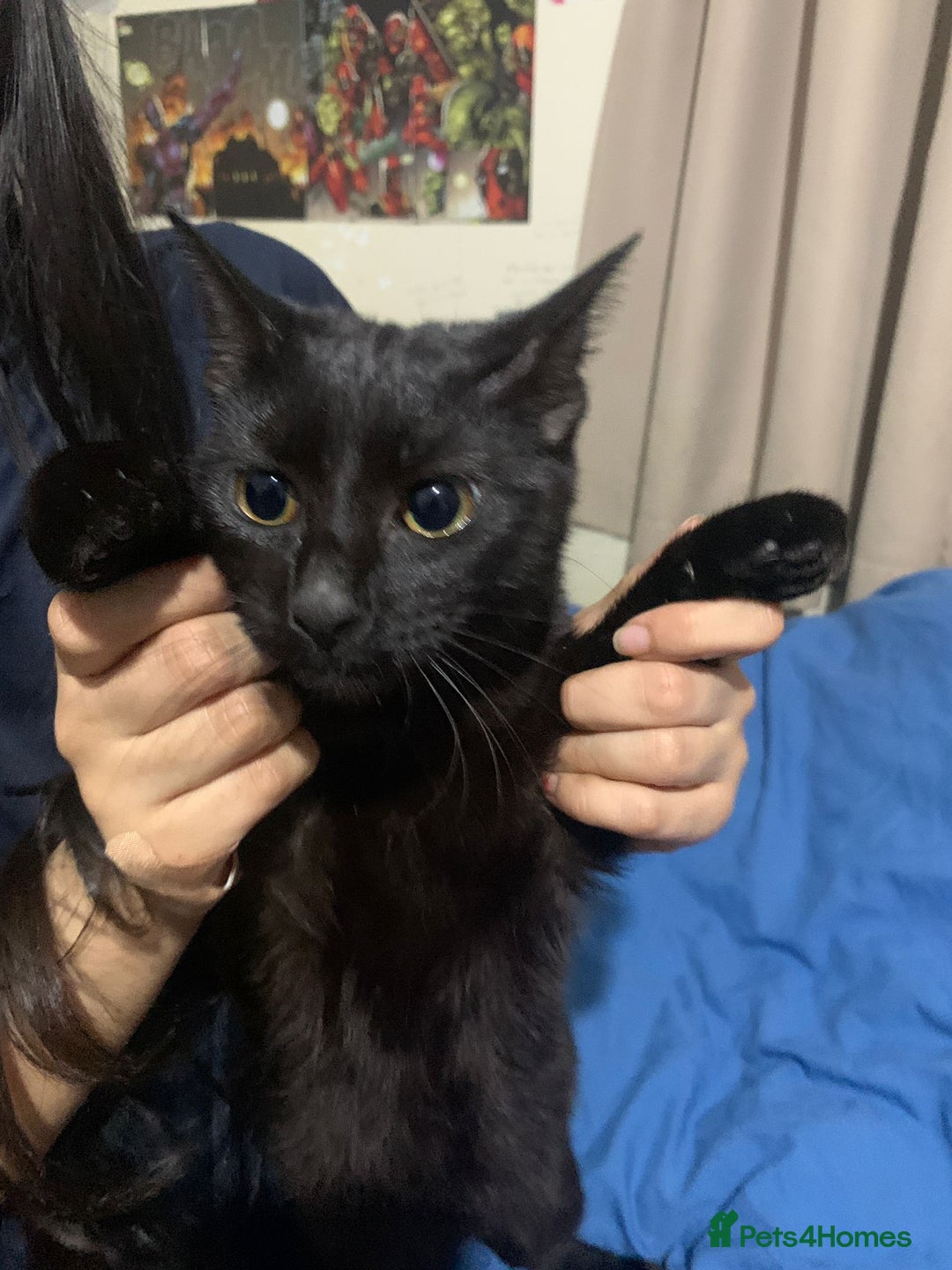 Mixed Breed cats for adoption: 4 lovely kittens looking for there forever home  - Advert 12