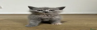 British Shorthair 6