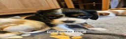 Cavalier King Charles Spaniel dogs for sale: Cavalier king charles spaniel puppies  - Advert 5
