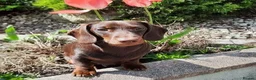 Miniature Dachshund dogs for stud: Chocolate and Tan Smooth Coat STUD  in Pontypridd - Advert 4
