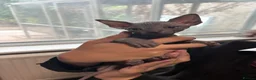 Sphynx cats for sale: Sphynx kittens  - Advert 6