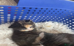 Domestic Shorthair cats for sale: Kittens  - Image 3