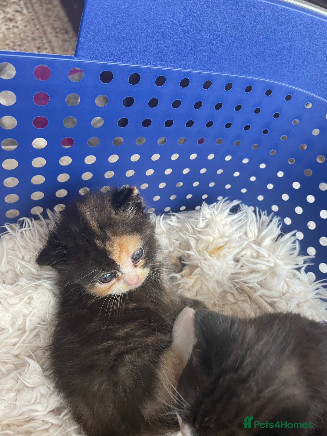 Domestic Shorthair cats for sale: Kittens  - Image 3