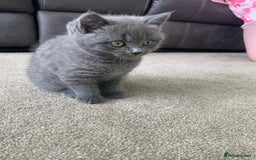 British Shorthair cats for sale: British Blue Shorthair  - Image 6