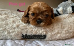Cavalier King Charles Spaniel dogs for sale: KC health tested cavalier puppies - Image 4