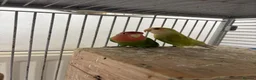 Lovebirds birds for sale: Pair of lovebirds for sale - Advert 4