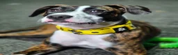 Presa Canario dogs for sale: Presa canario - Advert 3