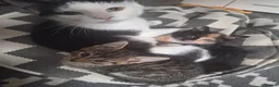 Mixed Breed cats for sale: 3 little boys and 1 girl  - Advert 1