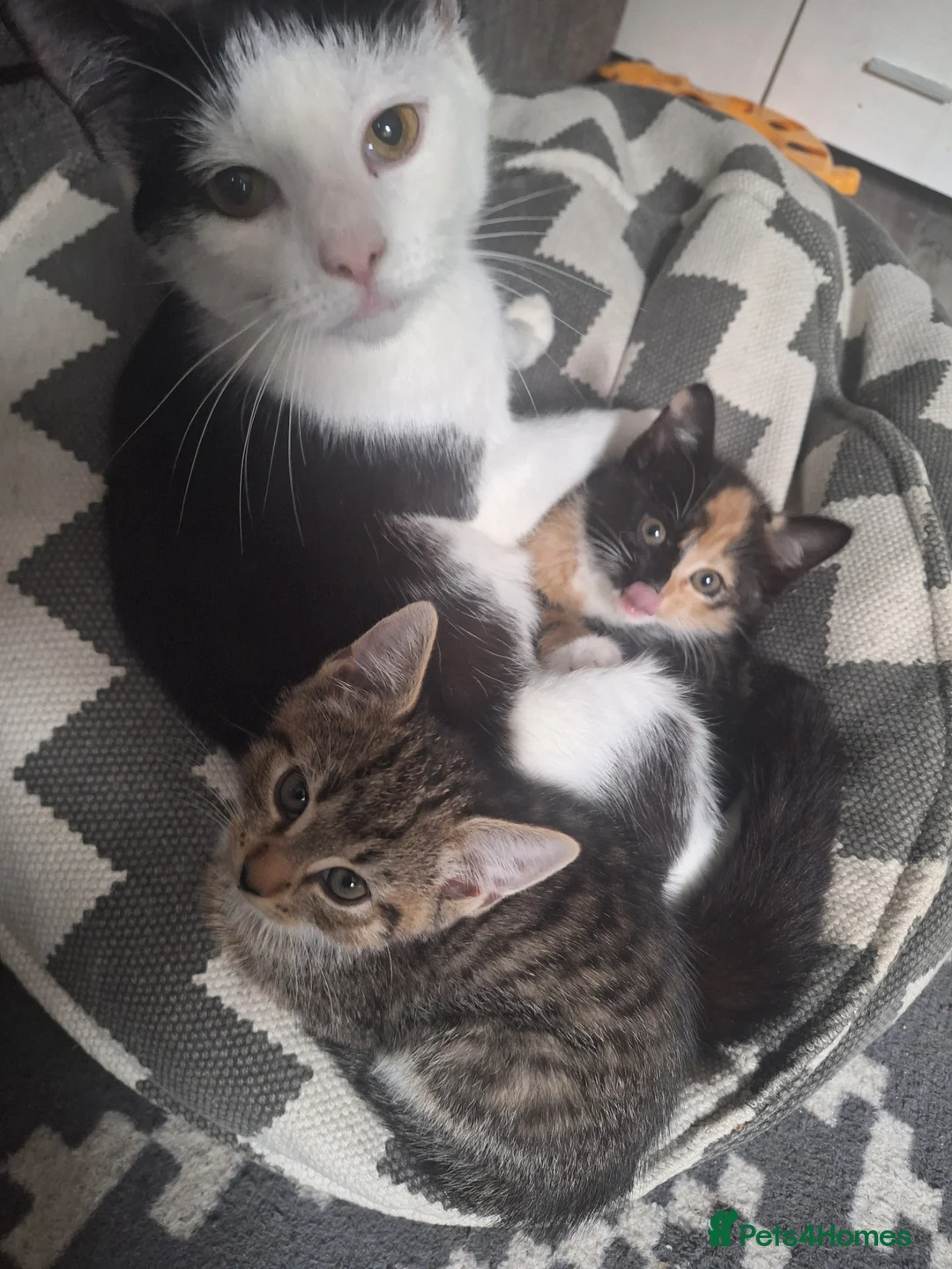 Mixed Breed cats for sale: 3 little boys and 1 girl  - Advert 1