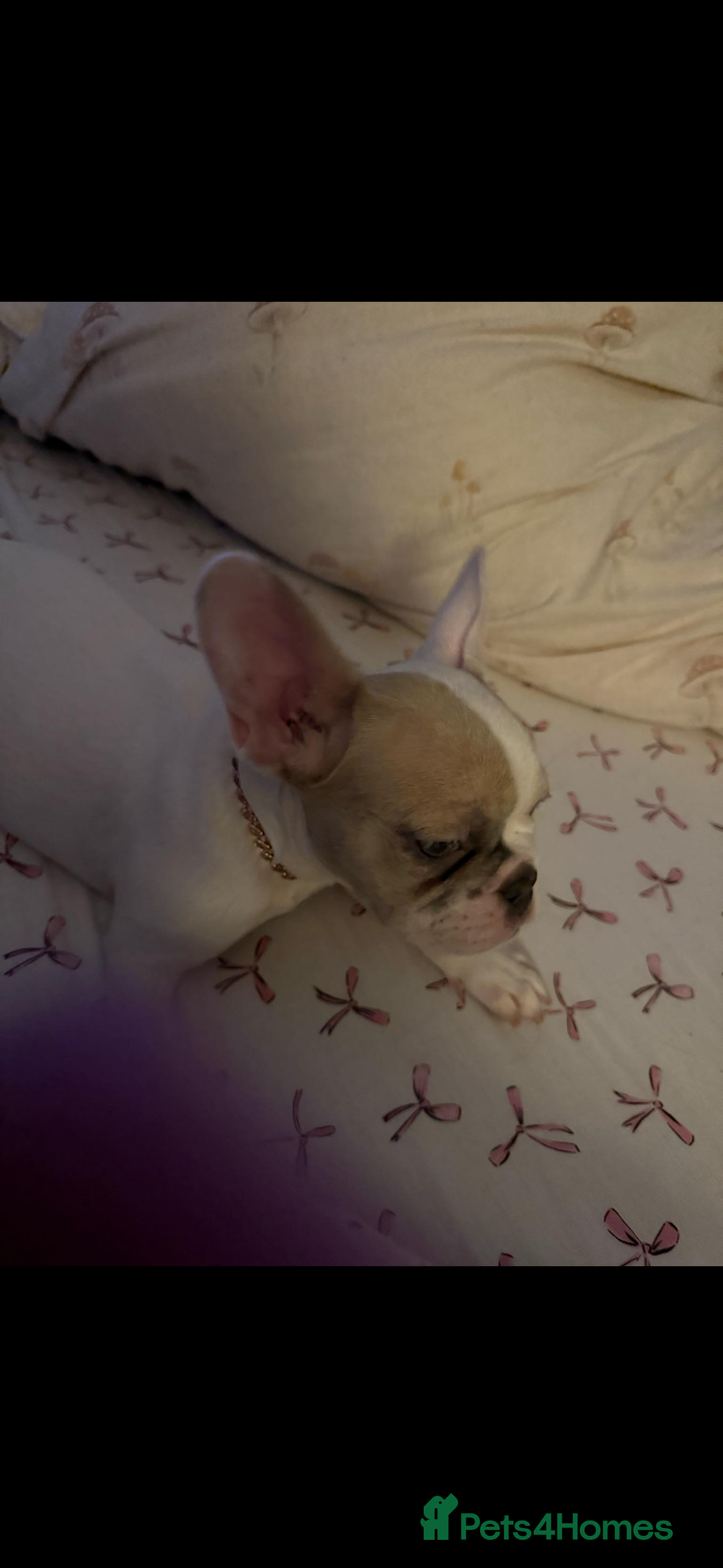 French Bulldog dogs for sale: Opal the French bulldog - Advert 9