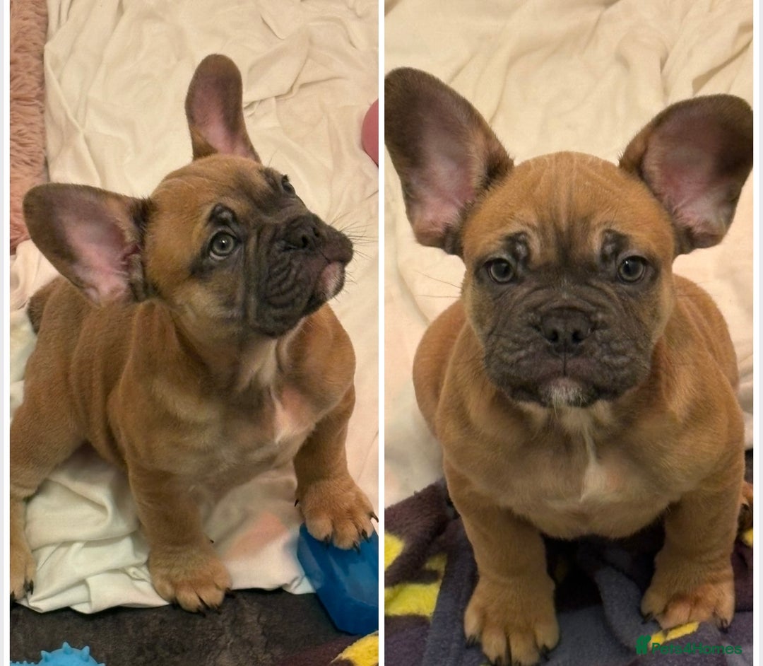 French Bulldog dogs for sale: French bulldog - Advert 3