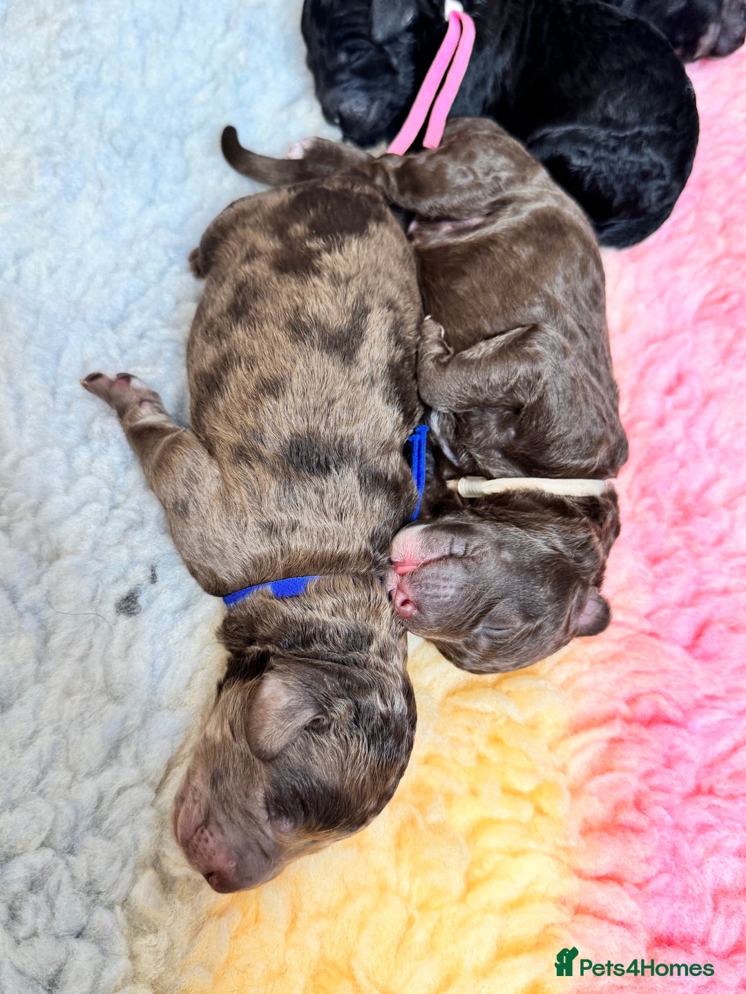 Mixed Breed dogs for sale: Goldendoodle/Australian double doodles  - Image 9