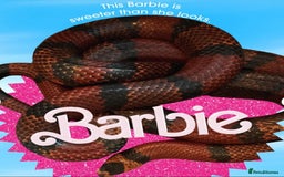 Milk Snake reptiles for sale: Fully grown Honduran milk snake + vivarium set up - Image 4