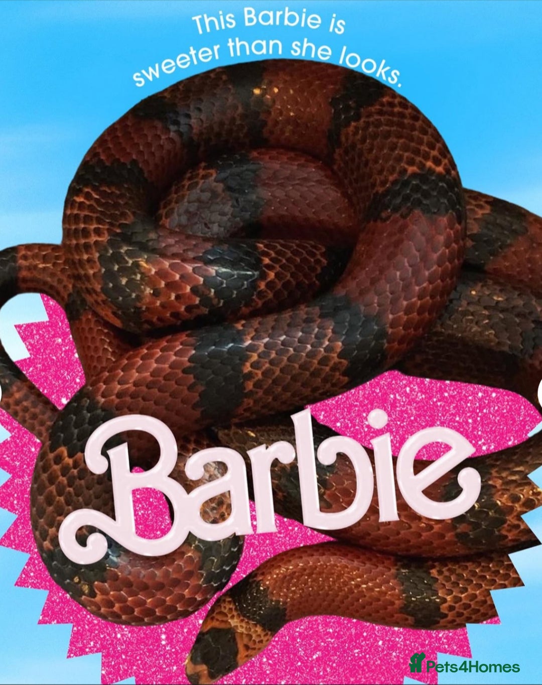 Milk Snake reptiles for sale: Fully grown Honduran milk snake + vivarium set up - Image 4