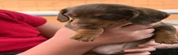 Dachshund dogs for sale: miniature dachshund boy chocolate and tan  - Advert 8