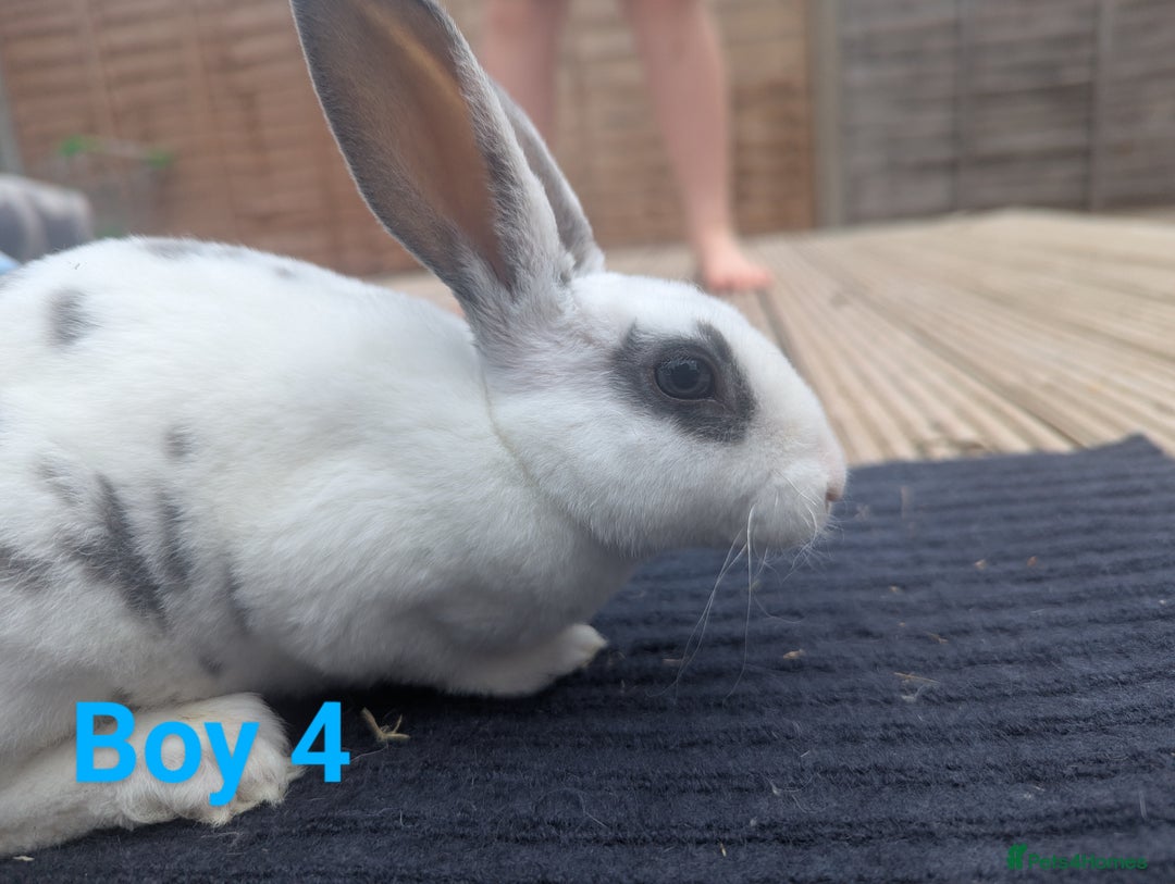 Rex rabbits for sale: Mini rex rabbit for sale - Image 6