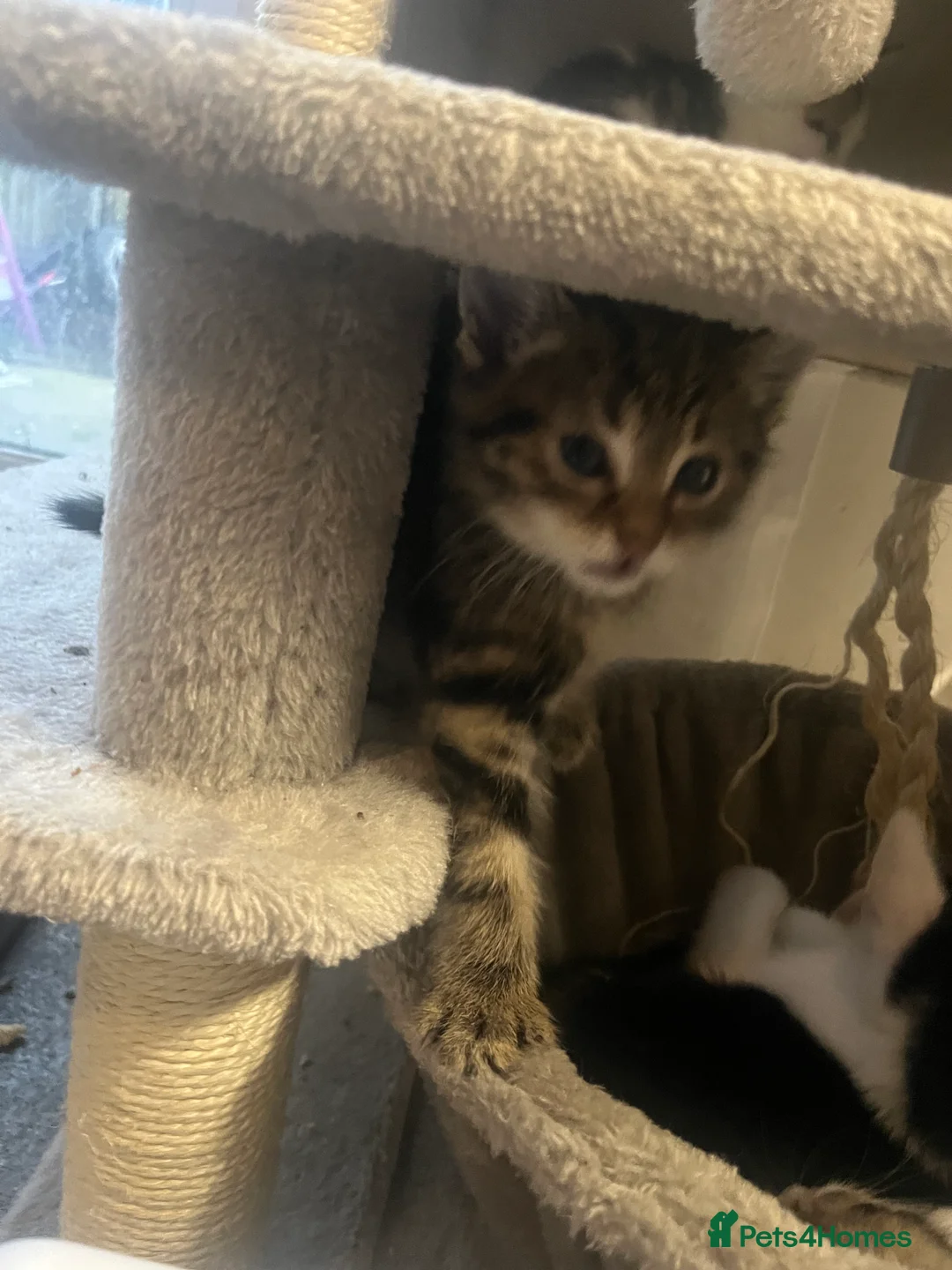 Mixed Breed cats for sale: Stunning 9 week old Female & Male kitten - Advert 8