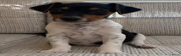 Jack Russell dogs for sale: Traditional short-legged Jack Russell puppy’s. - Advert 26