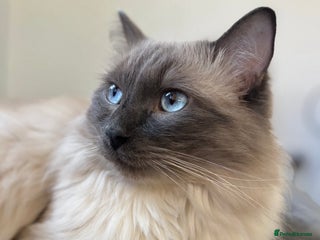 Ragdoll cats Blue point Ragdoll kittens - Advert 7