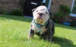 English Bulldog dogs for sale: *REDUCED* English Bulldog Puppies - Image 18