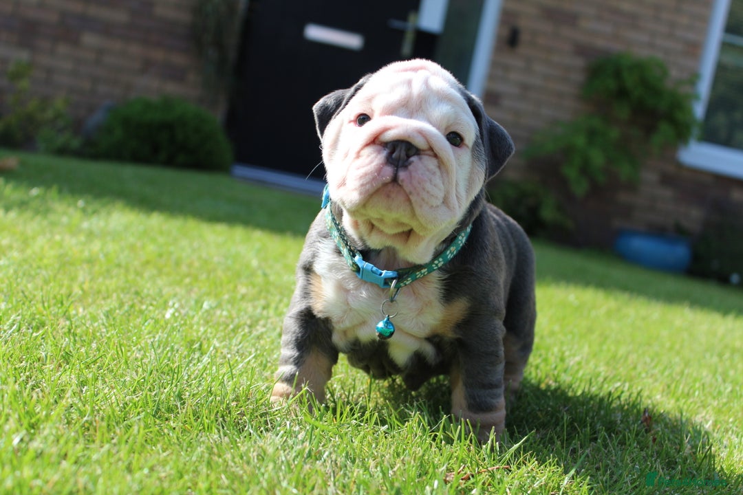English Bulldog dogs for sale: *REDUCED* English Bulldog Puppies - Image 18