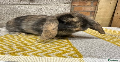 Mini Lop rabbits Mini Lop Rabbits For Sale  - Advert 5