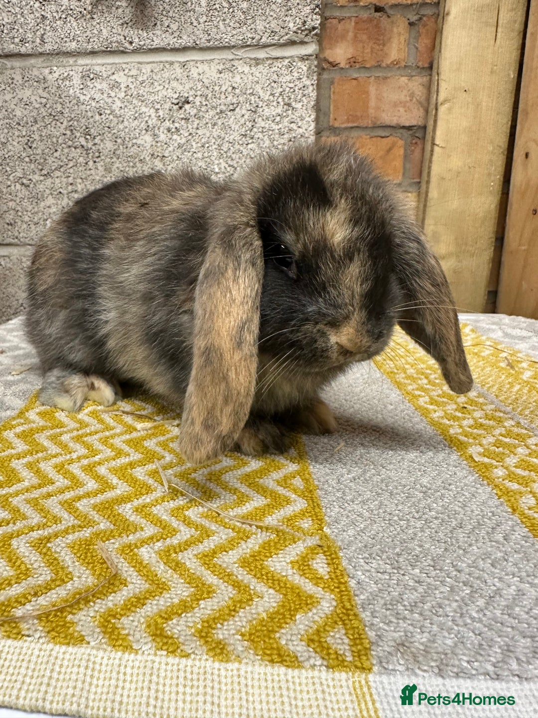 Mini Lop rabbits for sale: Mini Lop Rabbits For Sale  - Advert 3