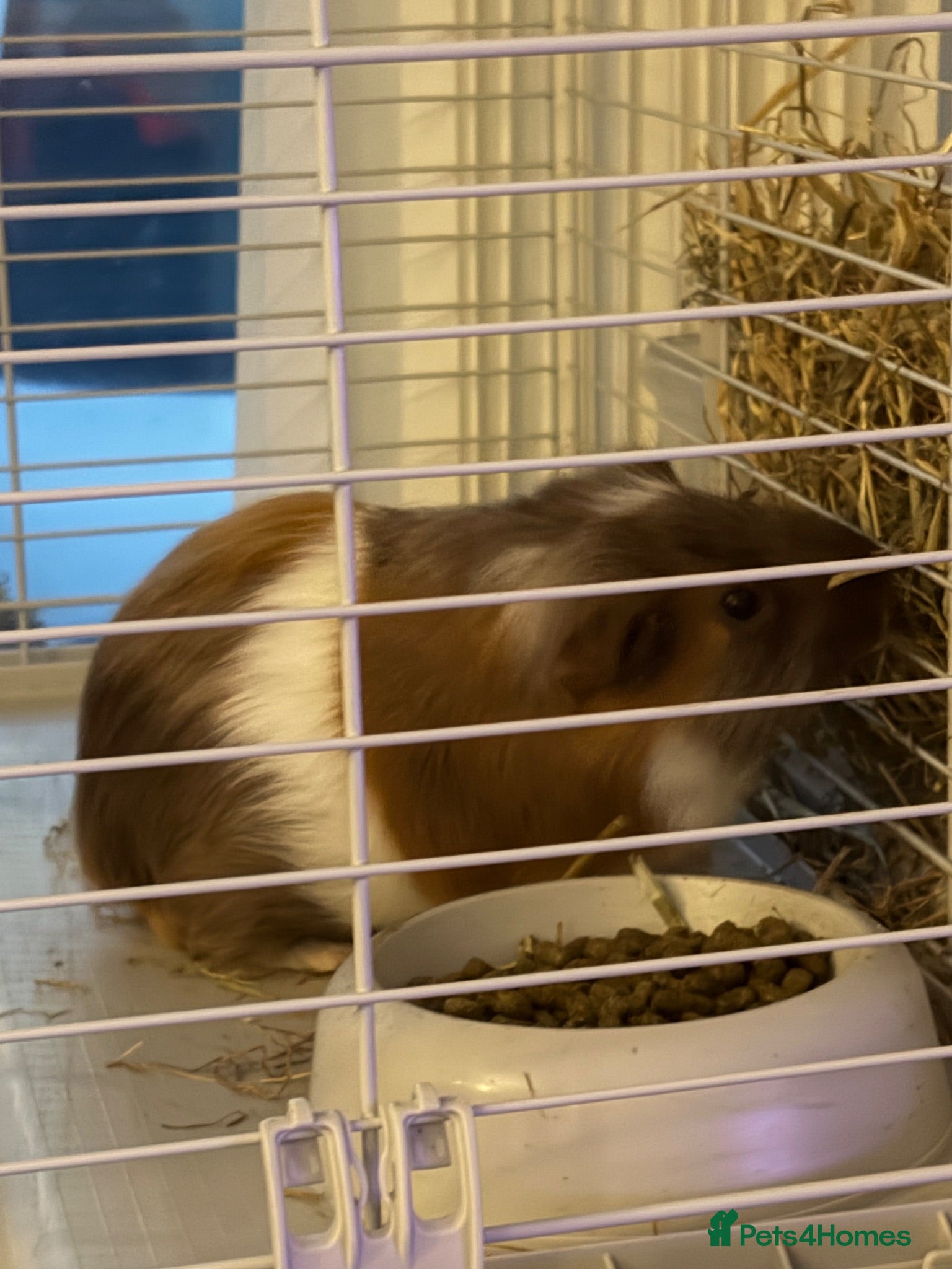 Guinea Pig rodents Dexter and Dante - Advert 4