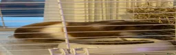 Guinea Pig rodents for sale: Dexter and Dante - Advert 1