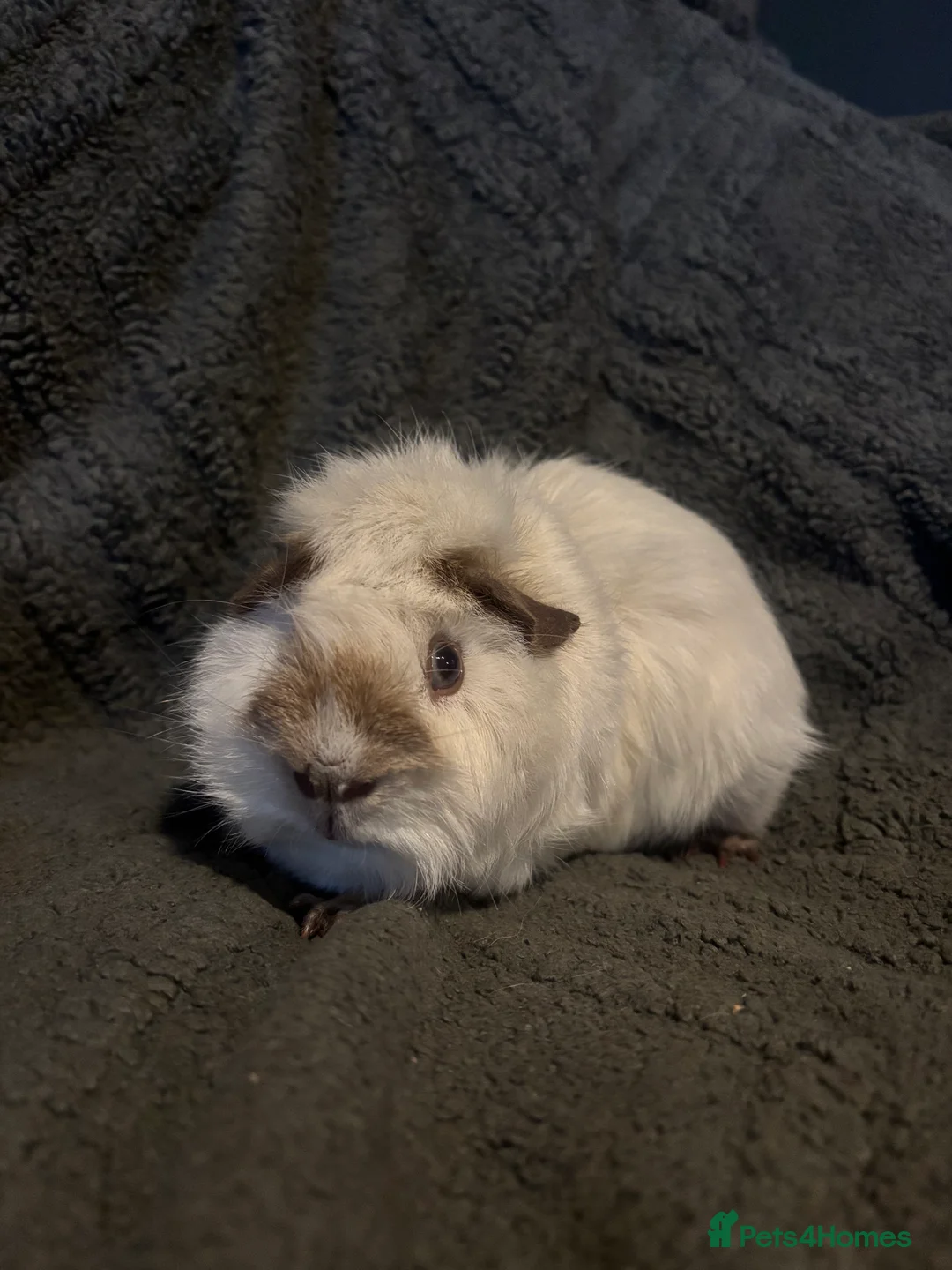 Guinea Pig rodents for sale: Beautiful babies BORN/ready 2 reserve  - Advert 7