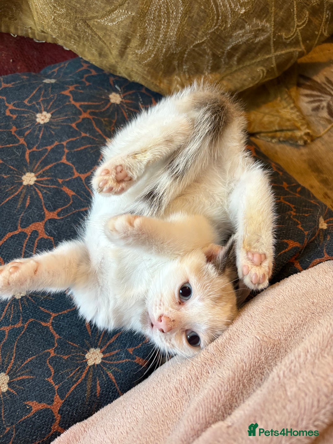 Mixed Breed cats for sale: Beautiful kittens ready for new home - Advert 4