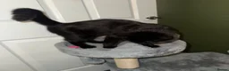 Mixed Breed cats for sale: Female kitten  in Leeds - Advert 3