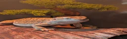 Dragon reptiles for sale: Rankin Dragon (Dwarf Bearded Dragon) + Set up - Advert 2