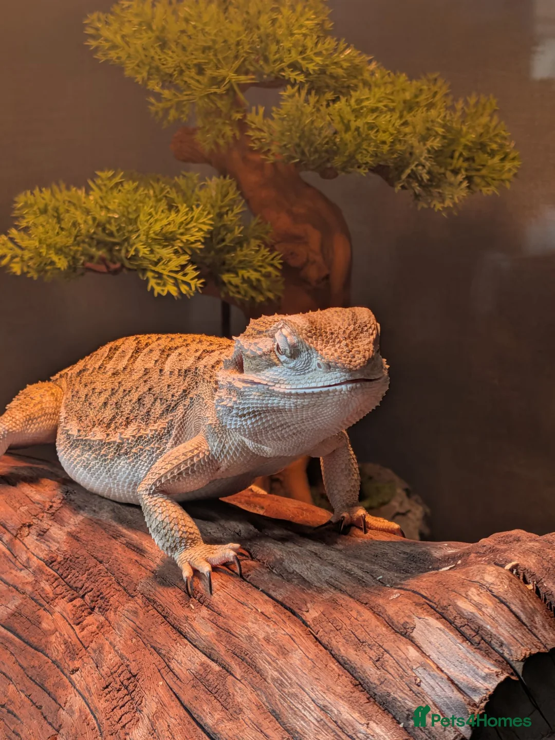 Dragon reptiles for sale: Rankin Dragon (Dwarf Bearded Dragon) + Set up - Advert 2