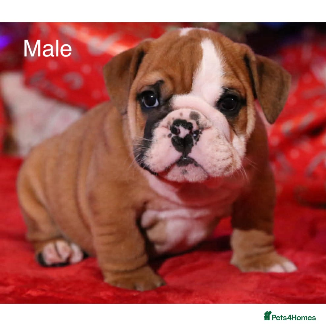 English Bulldog dogs for sale: Traditional English Bulldog puppies  - Advert 10