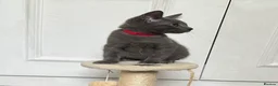 Russian Blue cats for sale: Russian Blue Kittens  - Advert 8