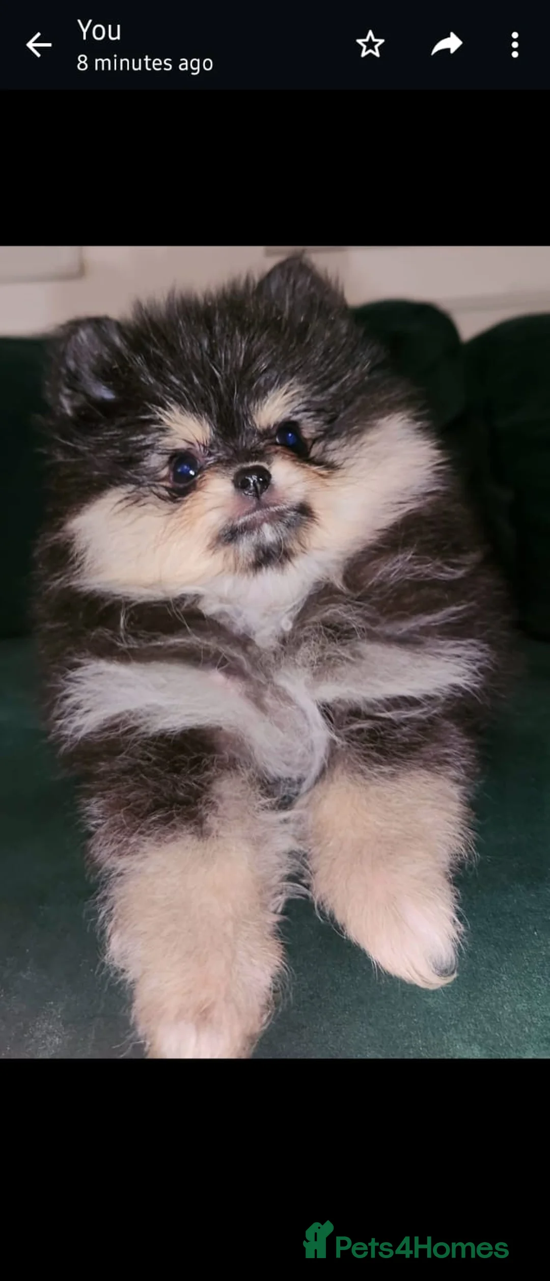 Pomeranian dogs for stud: STUD - TINY Russian & Taiwanese CHIAO LI YA  in Romford - Advert 16
