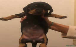 Dachshund dogs for sale: Dachshund puppies  - Image 2