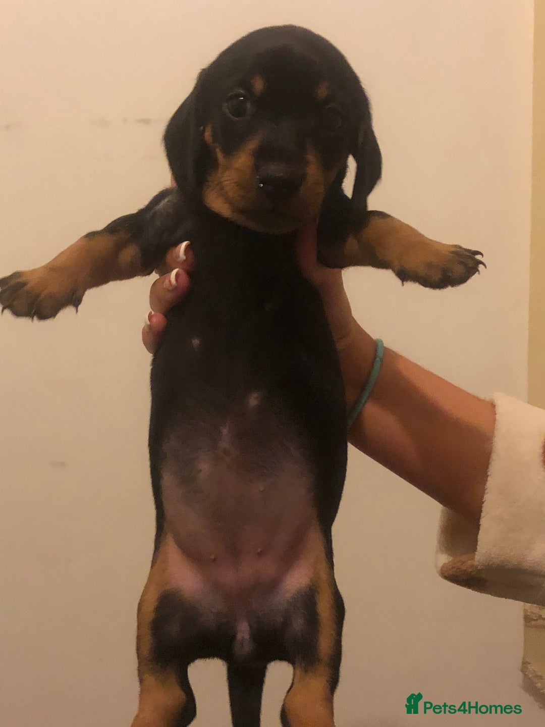 Dachshund dogs for sale: Dachshund puppies  - Image 2