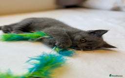 British Shorthair cats for sale: BSH kitten classic & chinchilla bloodline - Image 37