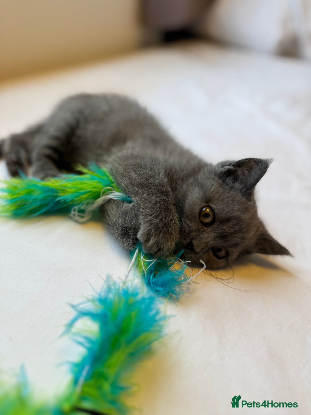 British Shorthair cats for sale: BSH kitten classic & chinchilla bloodline - Image 37
