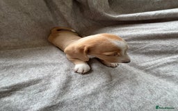 Miniature Dachshund dogs for sale: 5 beautiful miniature dachshunds for sale - Image 23