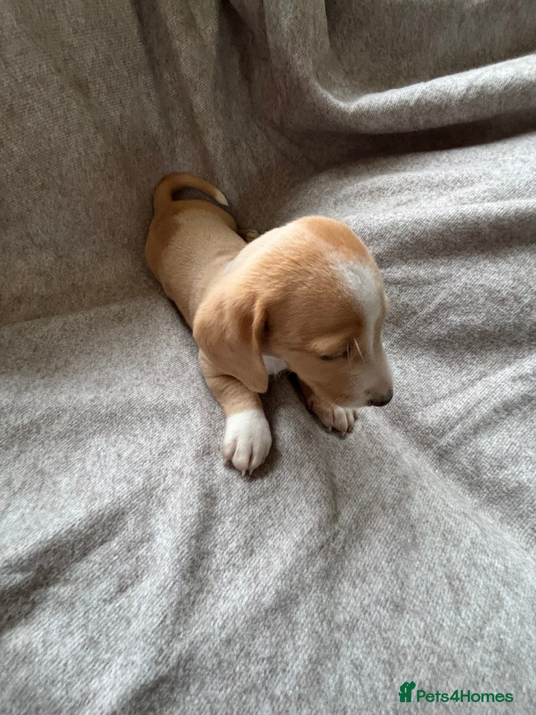Miniature Dachshund dogs for sale: 5 beautiful miniature dachshunds for sale - Image 23