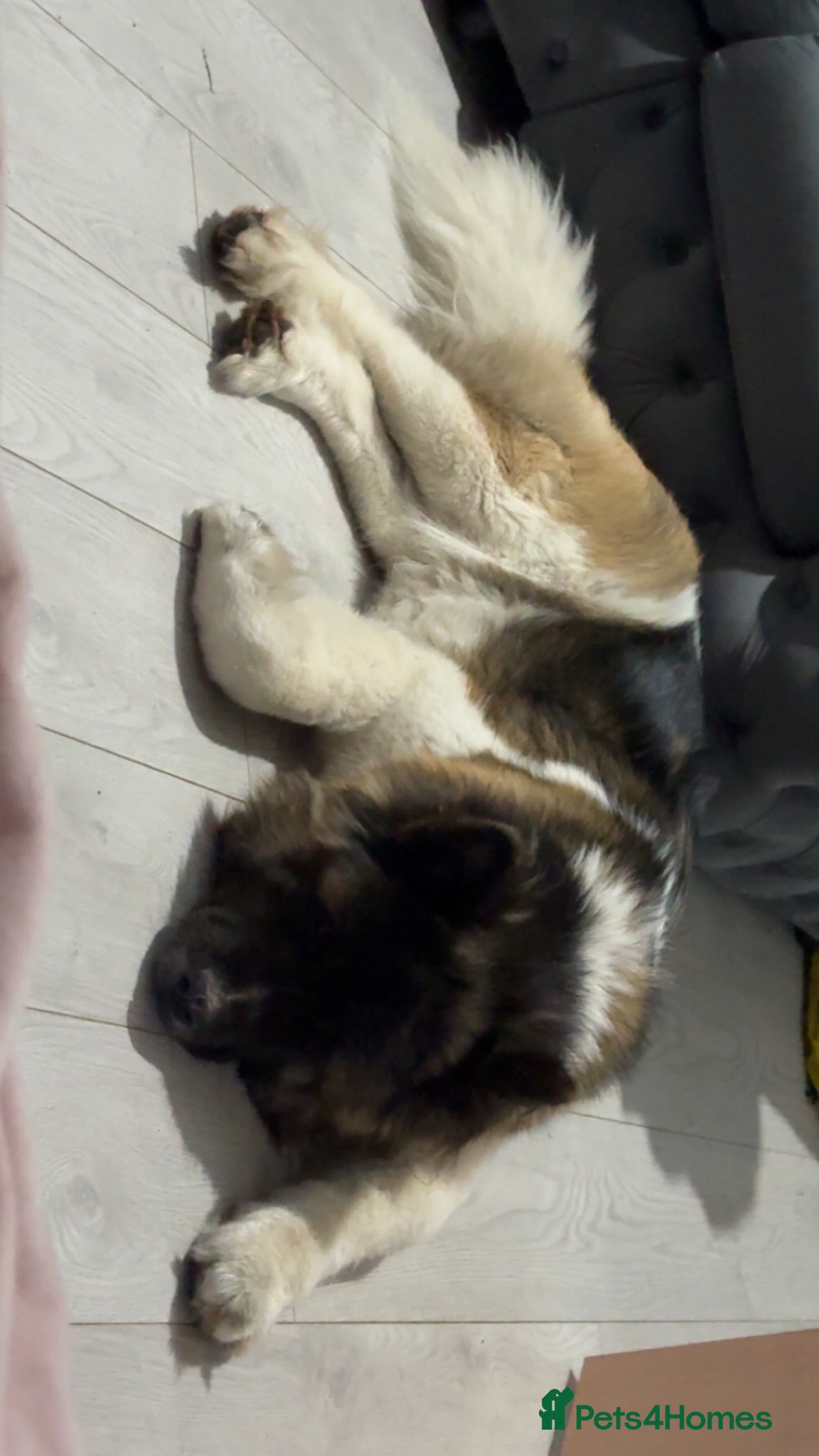 Akita dogs Long haired female akita - Advert 3