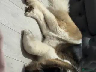 Akita dogs Long haired female akita - Advert 3